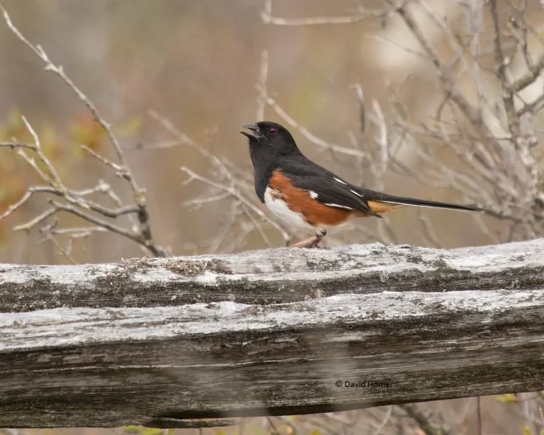 Birding at the Charlotte Park and Wildlife Refuge