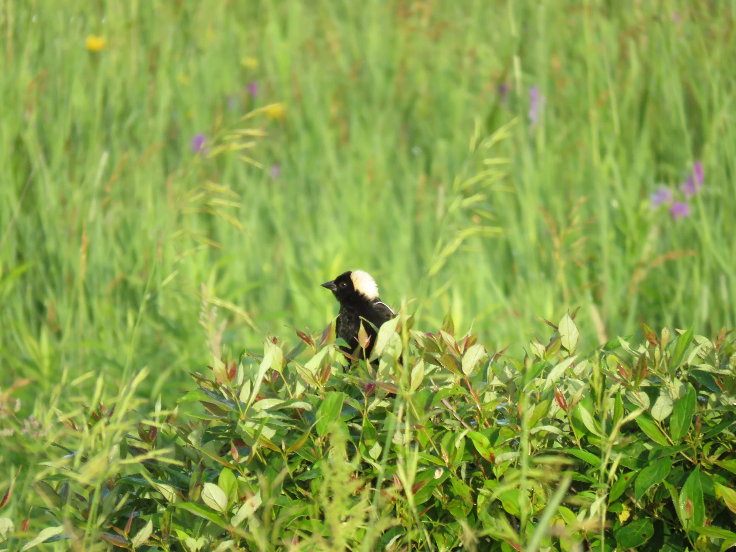 Next Steps for the Bobolink Project: Connecting Stakeholders to Protect Grassland Birds