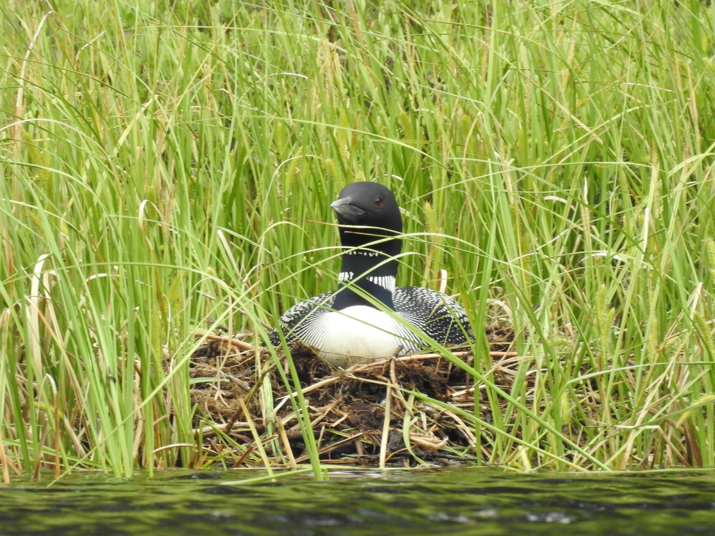 The Common Loon: stories about a loon’s life and their conservation