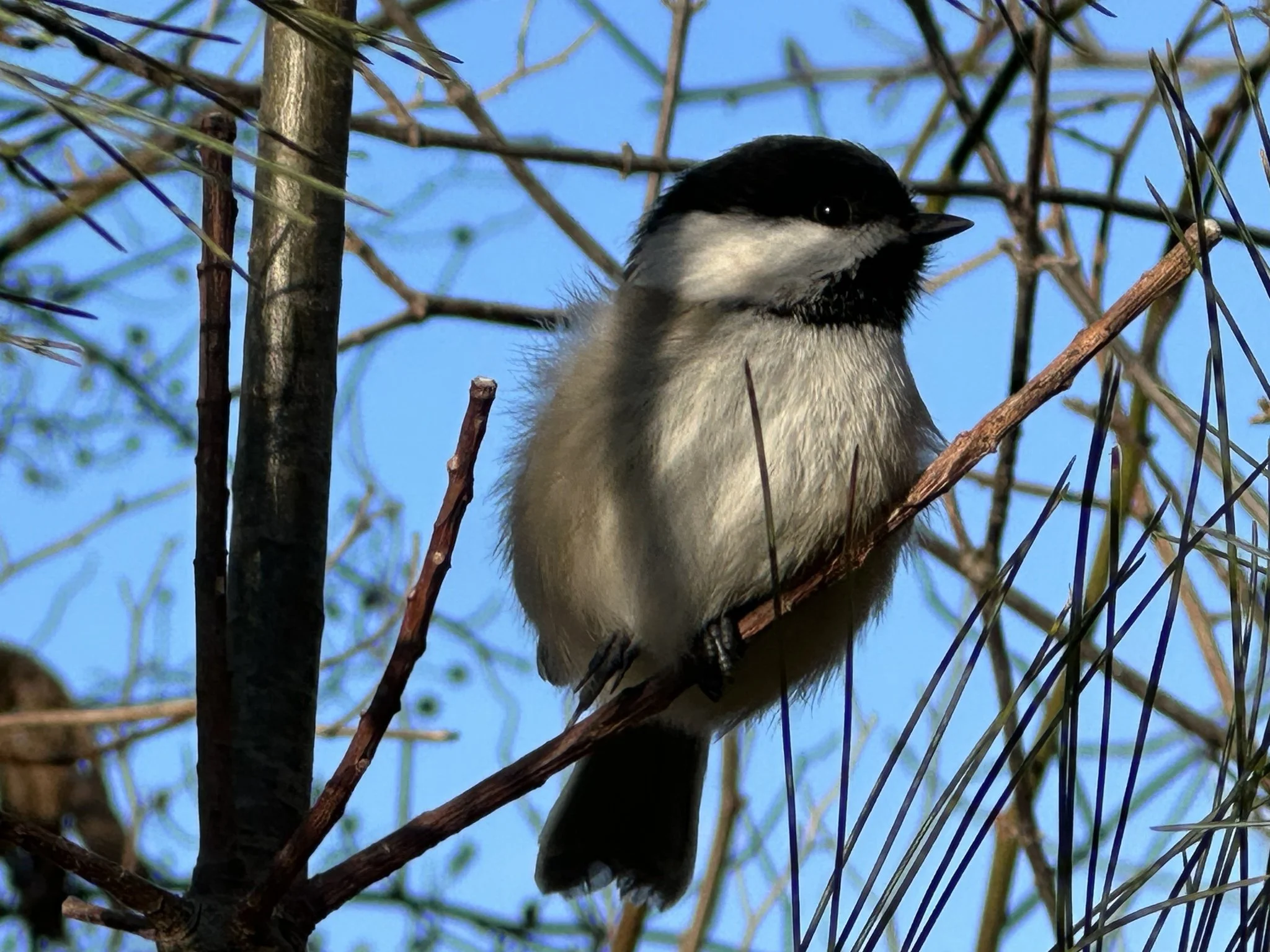 Burlington Winter Bird Count Highlights