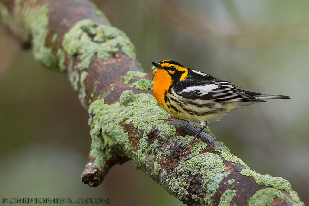 Warbler Walk at Little River State Park -CANCELLED