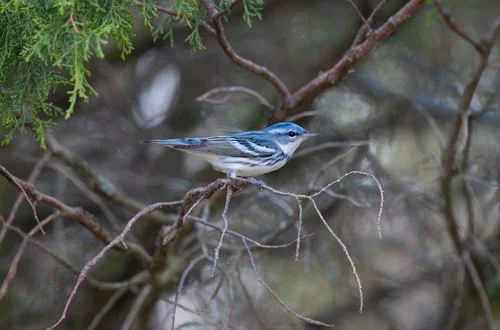 Early Birder Morning Walk at the Birds of Vermont Museum