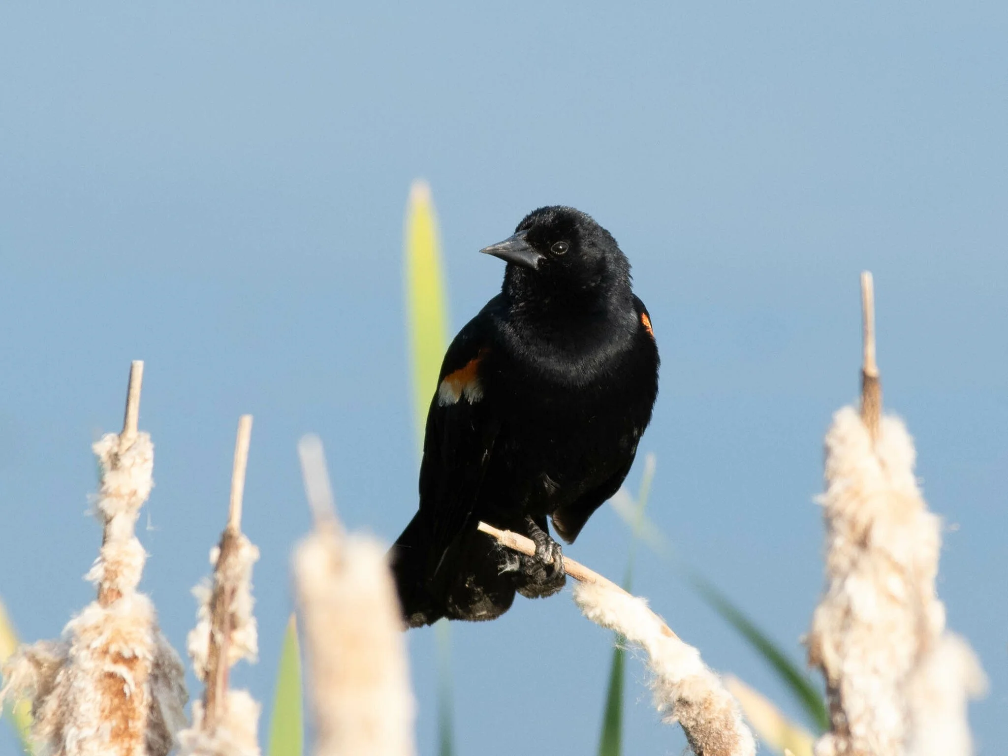 Two New Members Join Green Mountain Audubon’s Board