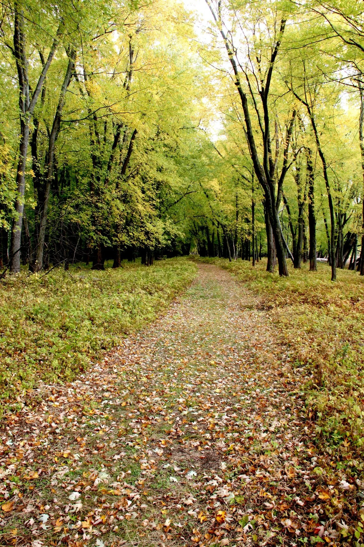 Missisquoi Wildlife Fair Morning Bird Walk