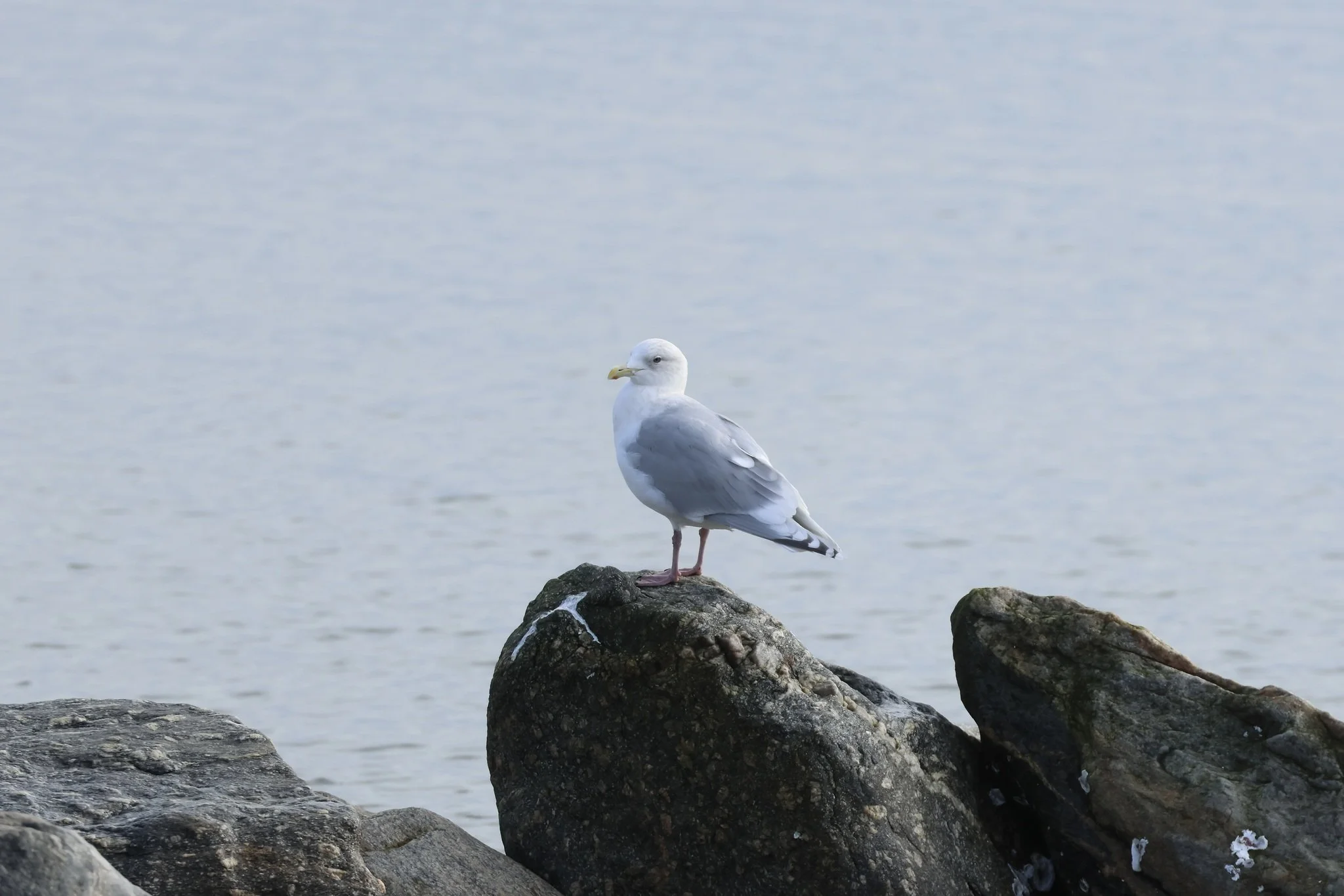 Burlington Winter Bird Count Highlights