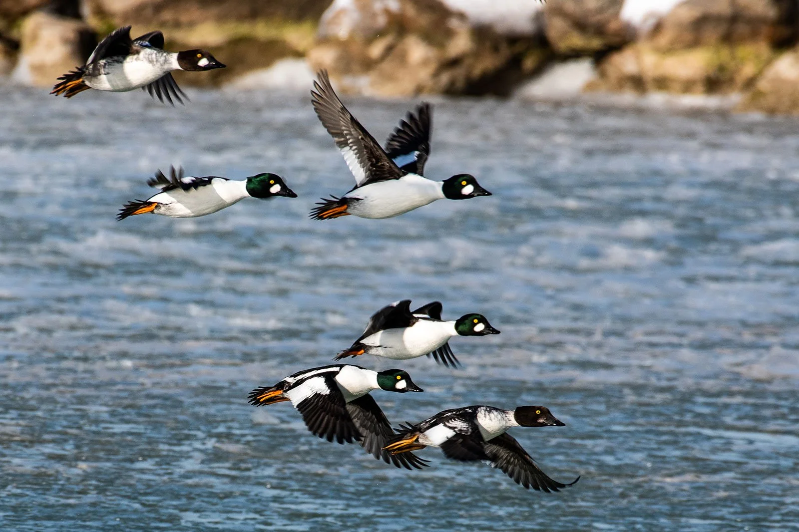 Winter Birding on the Colchester Causeway