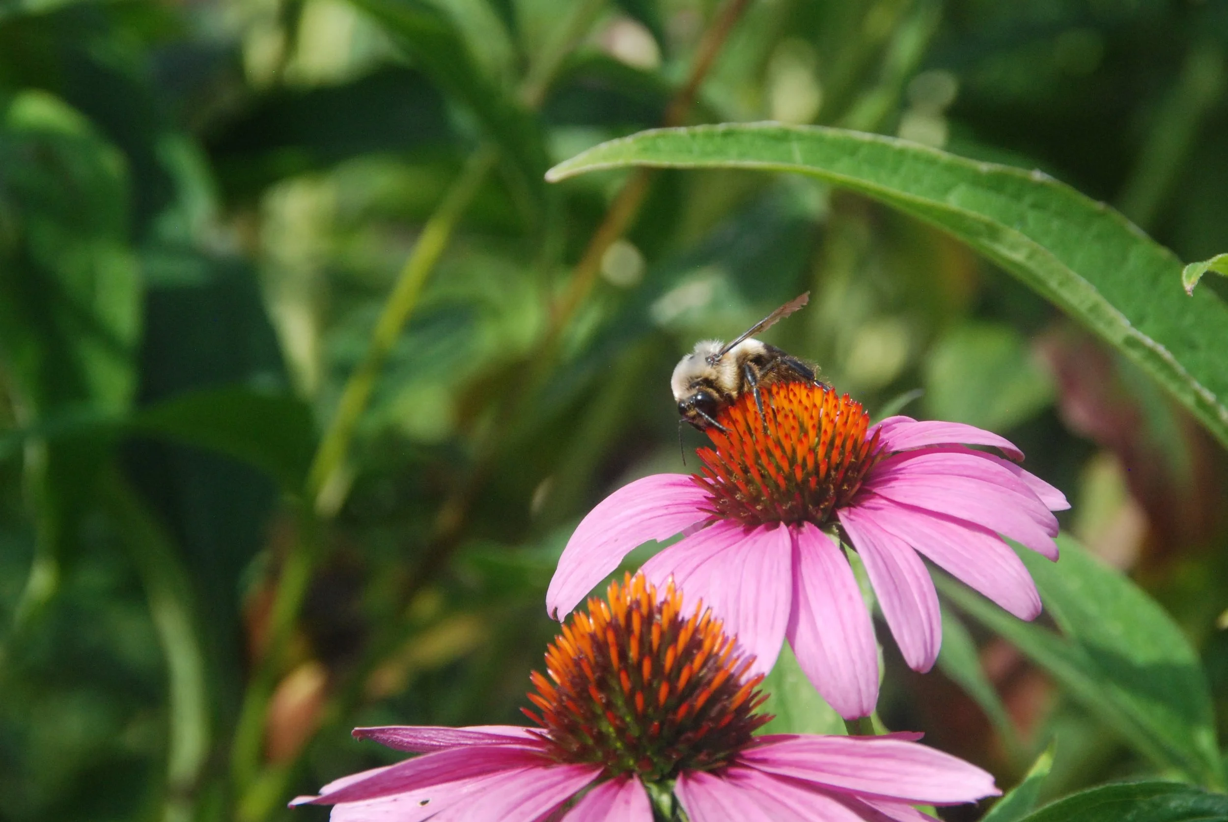 From Research to Action: Wild pollinator conservation in Vermont and beyond