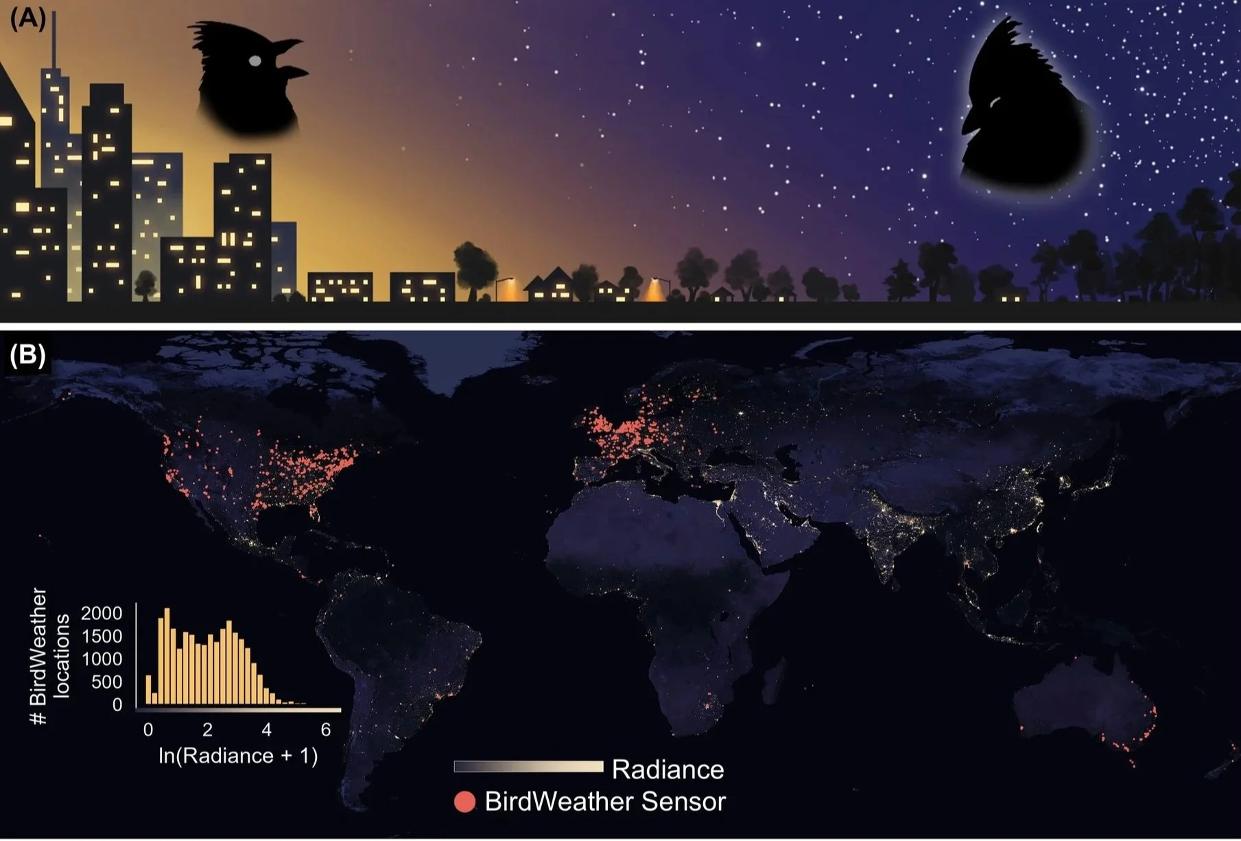 How Changes in Natural and Anthropogenic Light Affect Bird Activity with Brent Pease