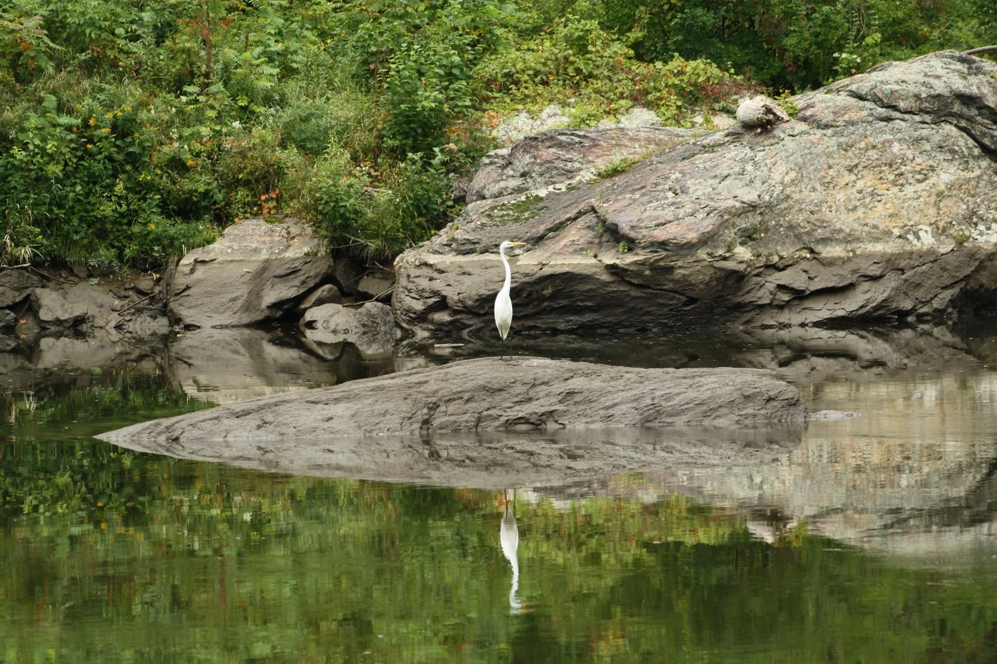 Conservation Committee Re-formed