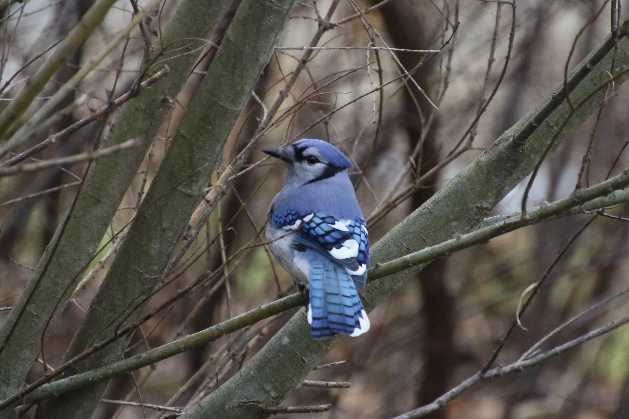 Green Mountain Bird Alliance Adds Two New Board Members