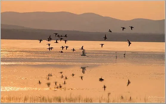 The State of Vermont's Birds with UVM Professor Allan Strong