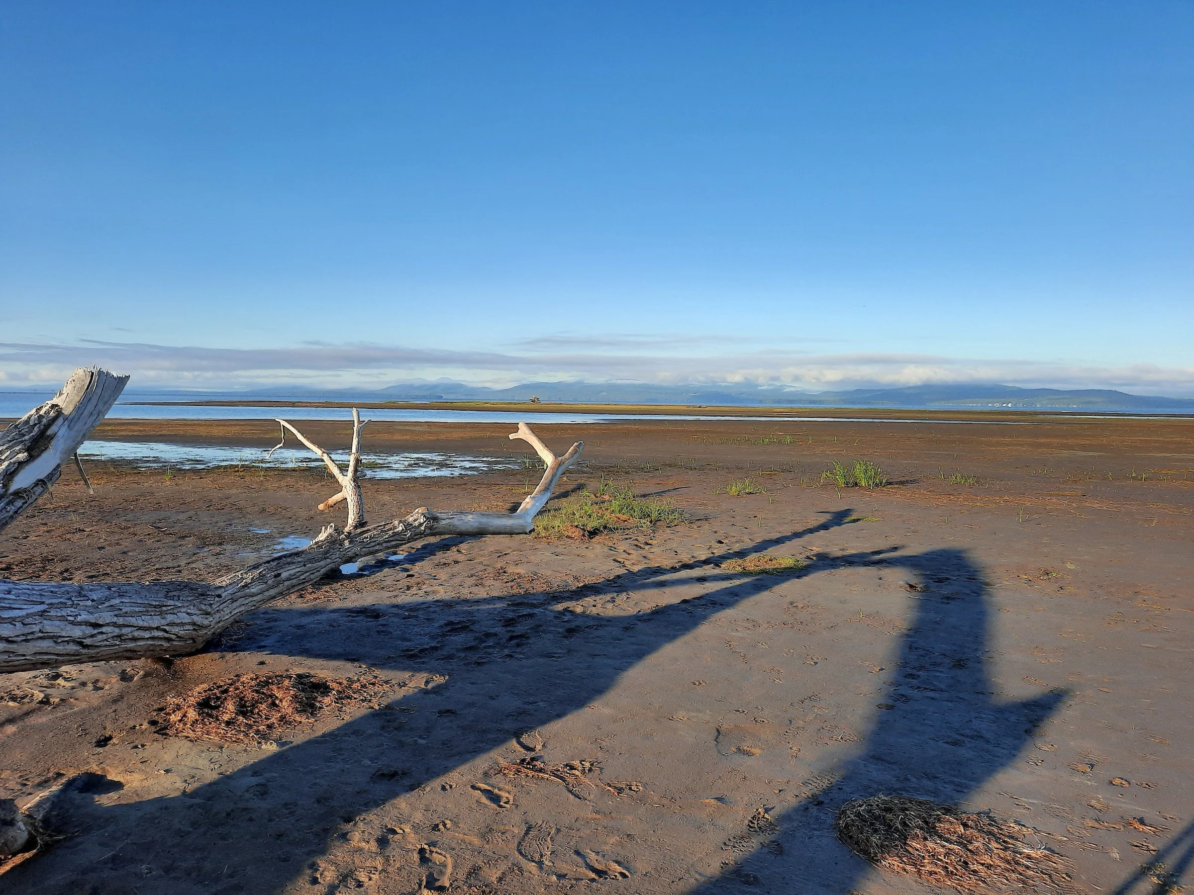 Spring Birding at Delta Park