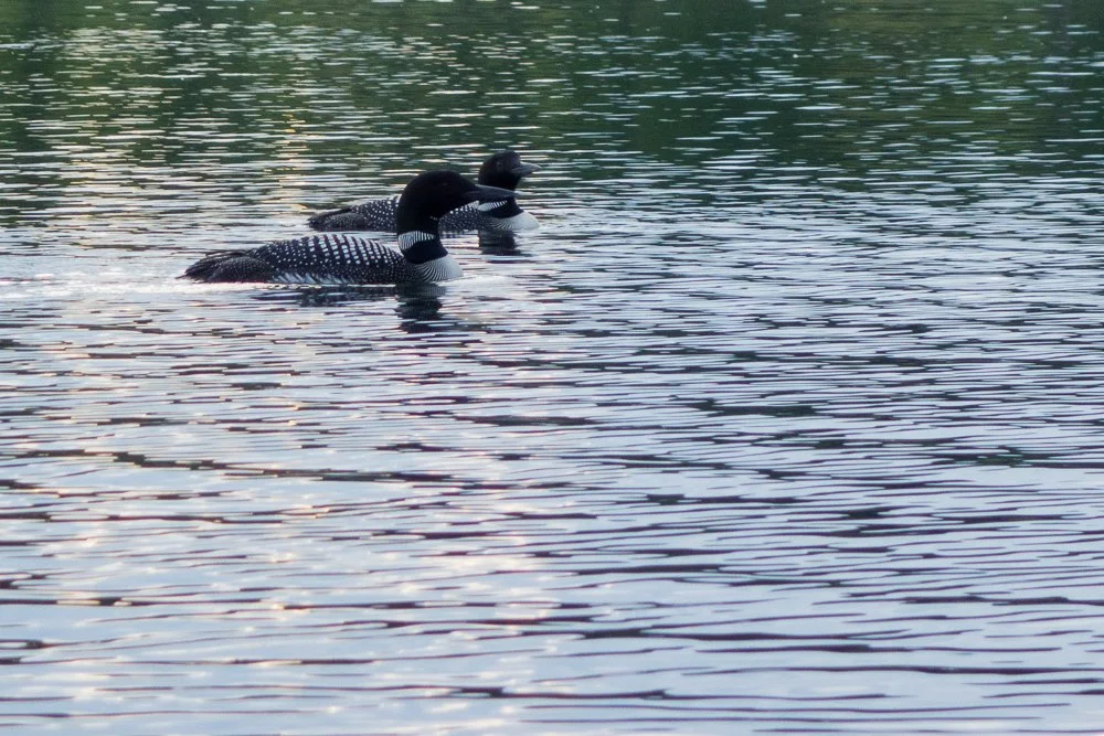 Colchester Pond Spring Bird Walk