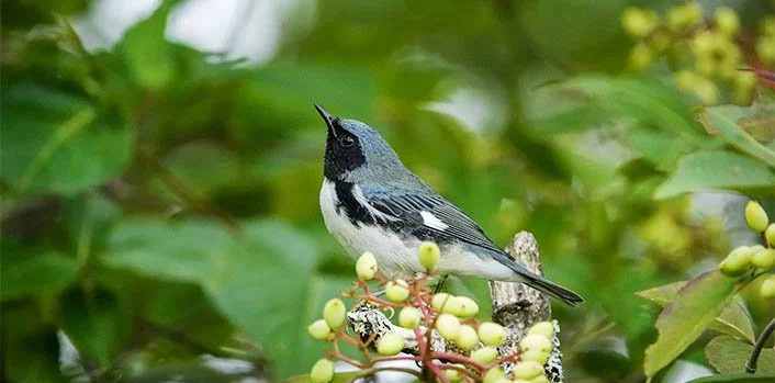 Warbler Walk at Little River State Park