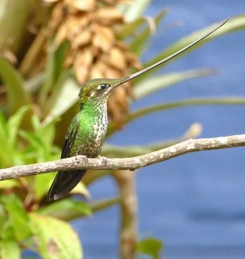 Birding in Columbia during COVID