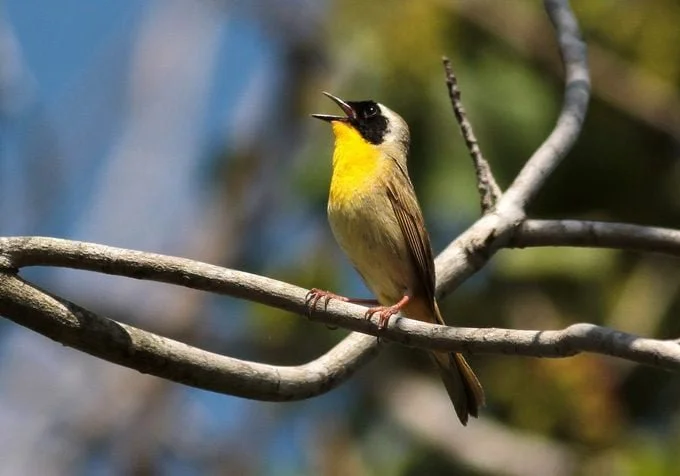 Monthly Monitoring Walk at the Green Mountain Audubon Center