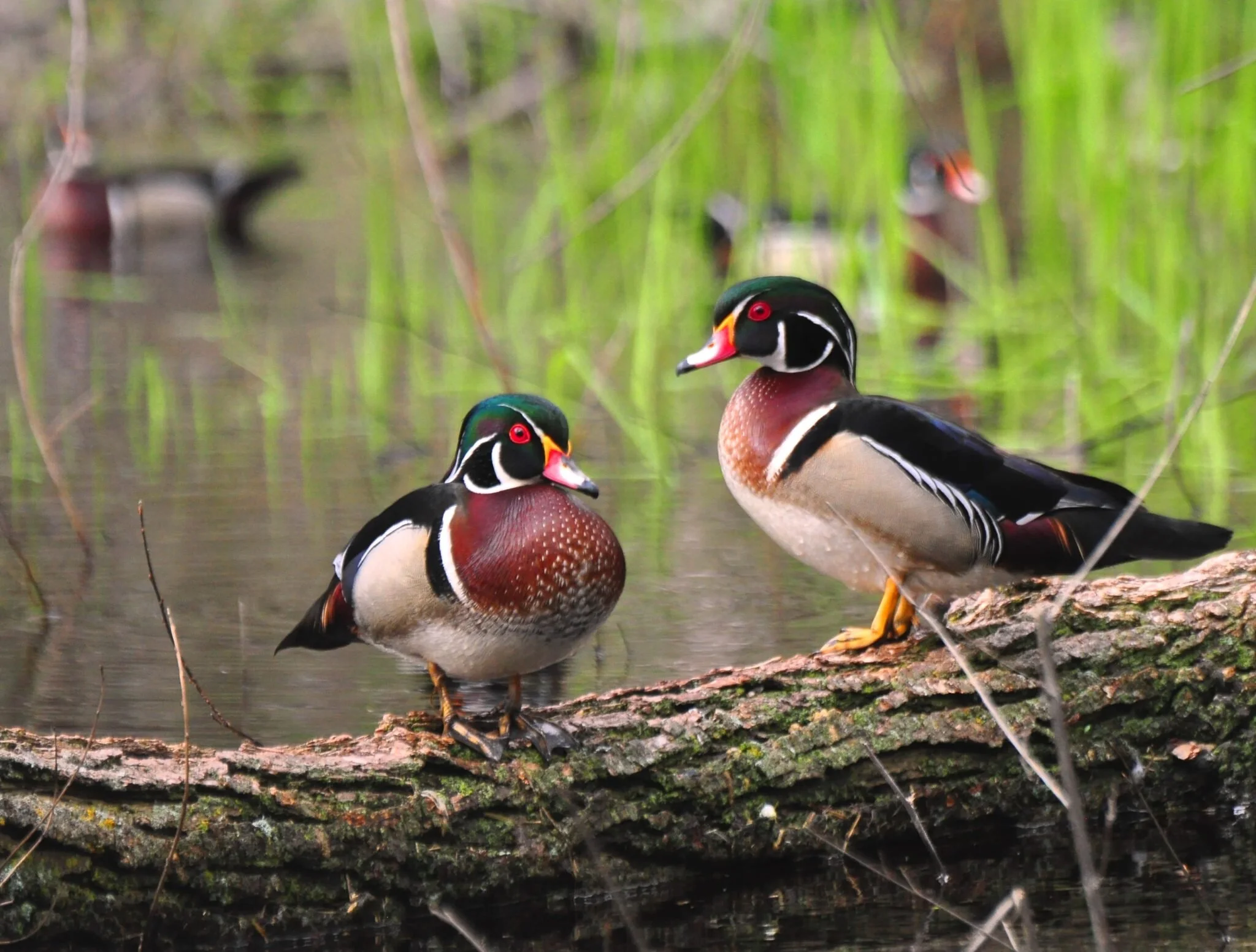 Birdwalk at the Missisquoi Wildlife Fair
