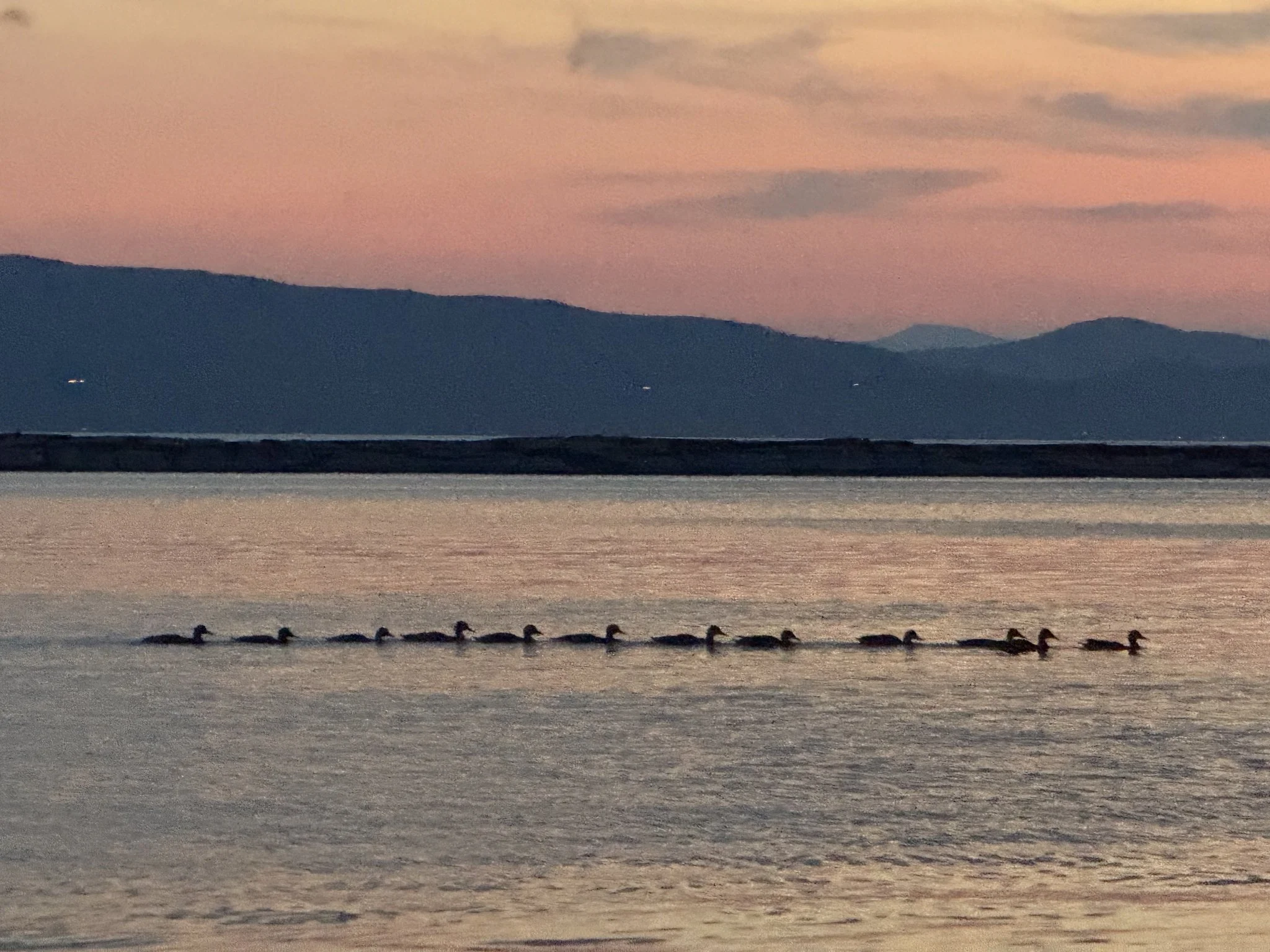 Bird City: Building Communities Where Birds and People Thrive