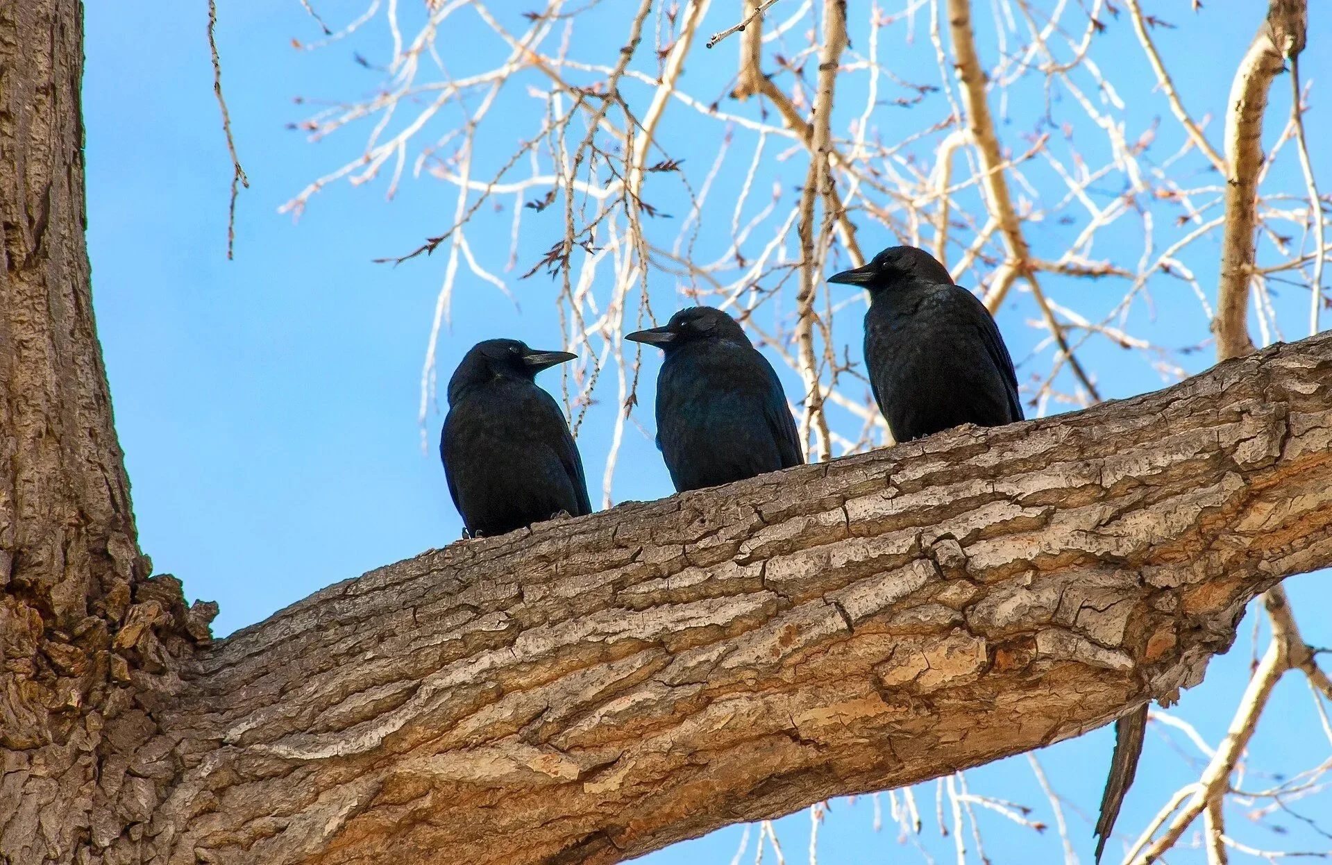 Halloween Morning Bird Outing at St. Michael's College Natural Area