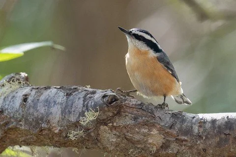 Monthly Monitoring at the Green Mountain Audubon Center - November
