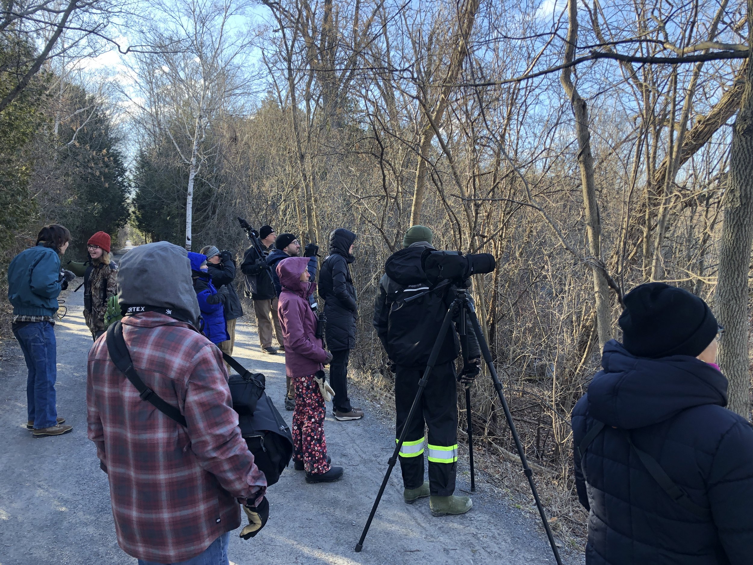 Black Friday Birding on the Colchester Causeway