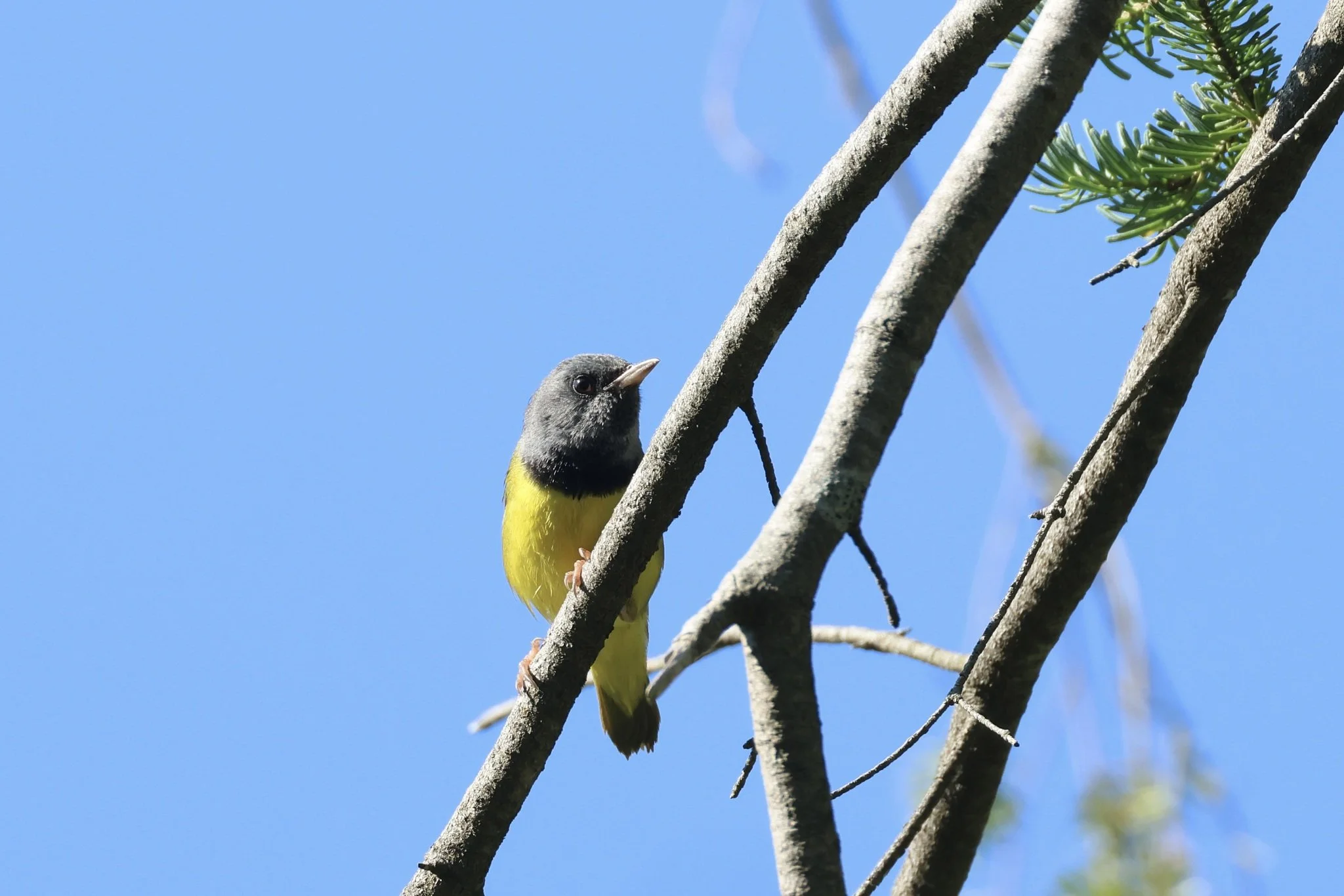 “The Birds that Audubon Missed”… and the Question of What is Birding?