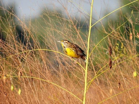 Bending the Bird Curve: Bird Conservation Policy in Vermont