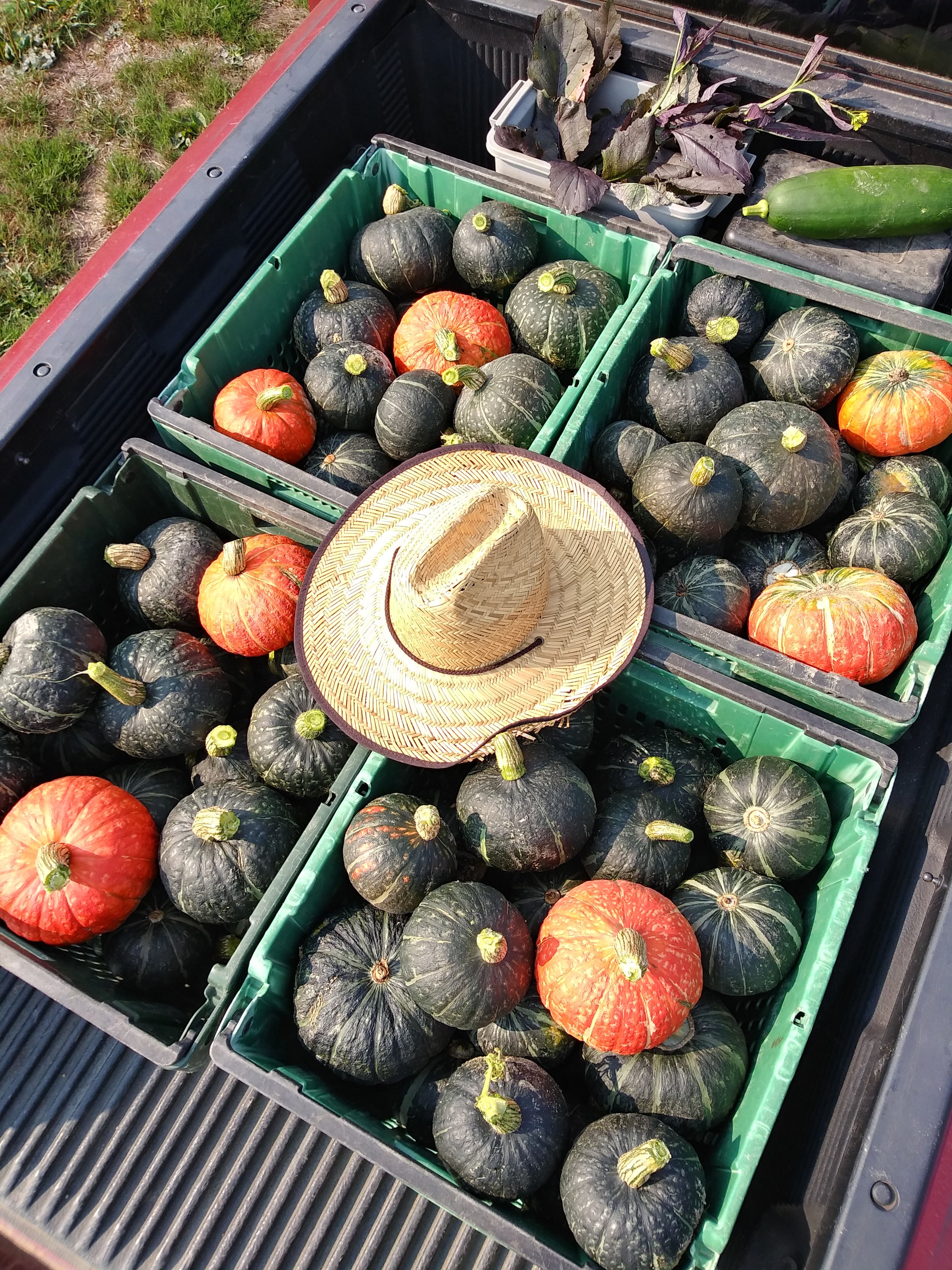 kabocha squash in truck.jpg