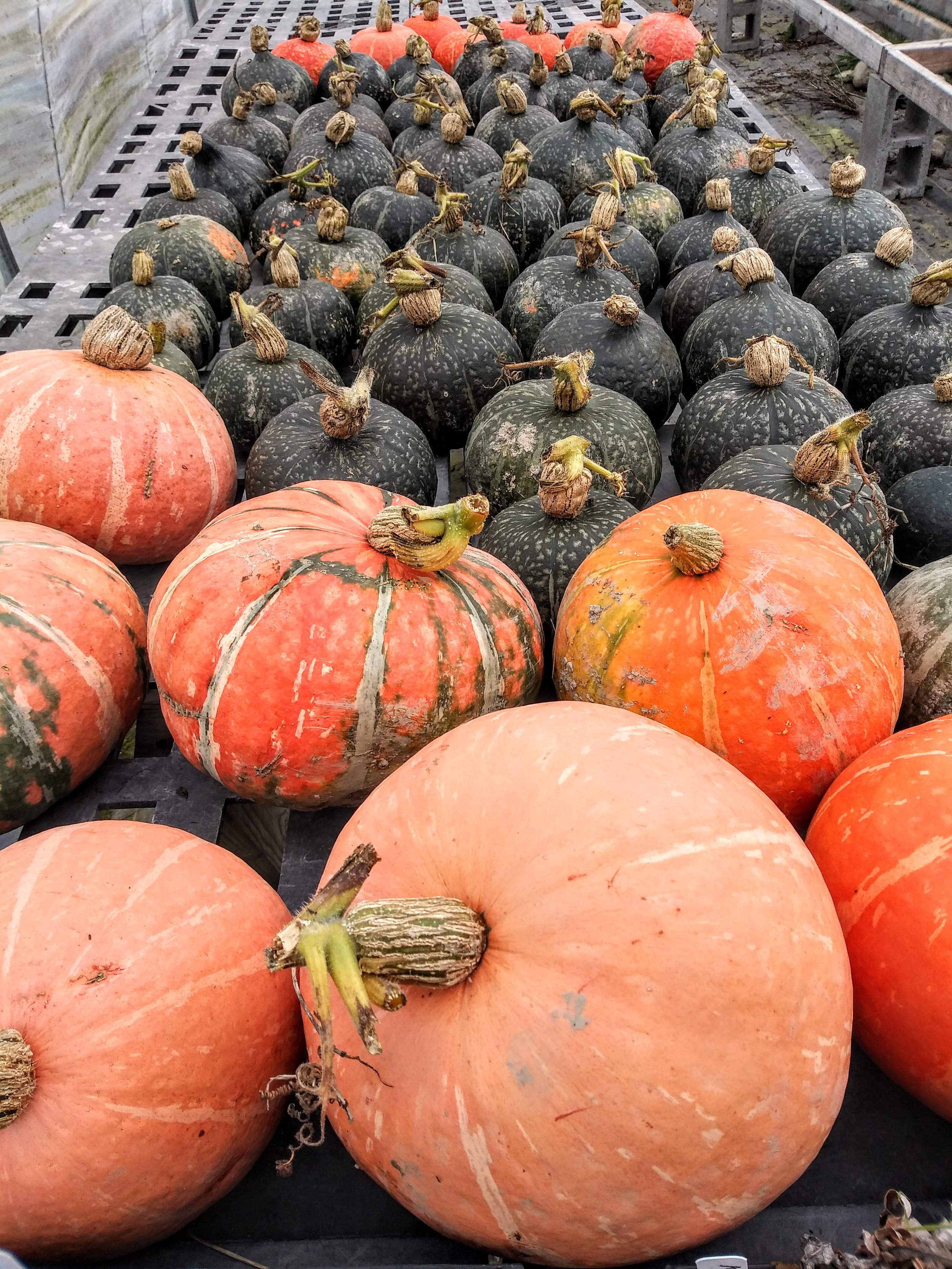 winter squash 2021.jpg