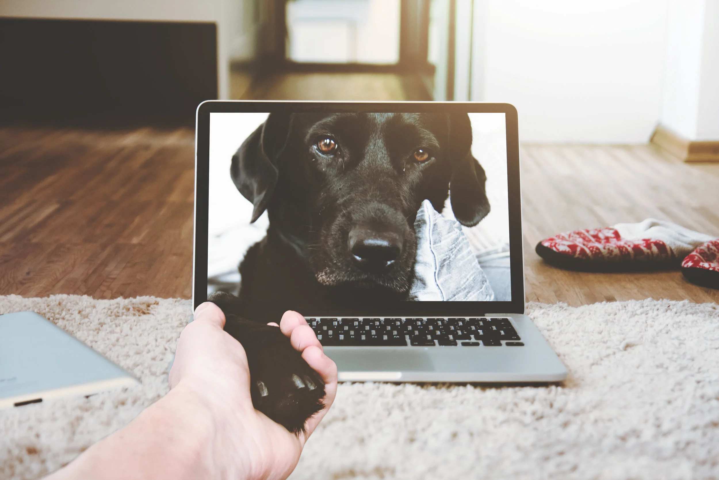 pexels-photo-343241-DOG.jpeg