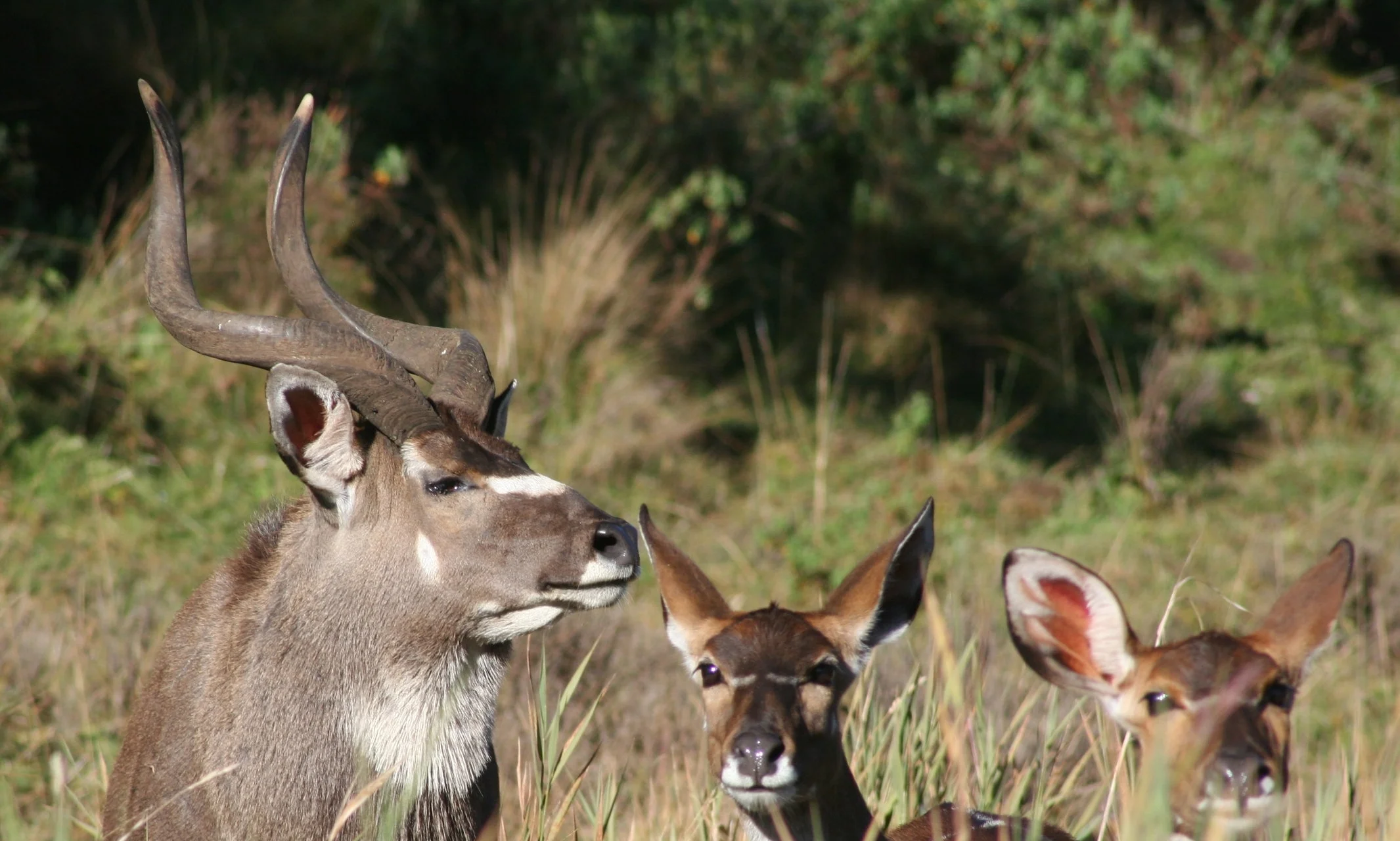 Eth_Nyala2012 327.JPG