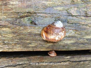 snail