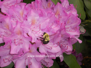 Rhodo 1