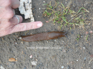 slug wp4