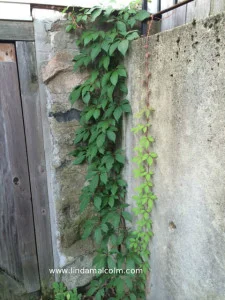 climber