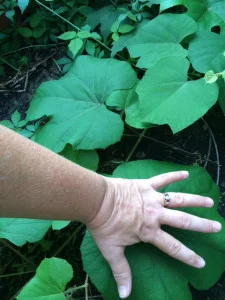 grape vine weed