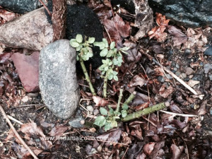 new rose bush