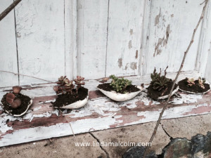 new succulents