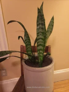 mother-in-law new