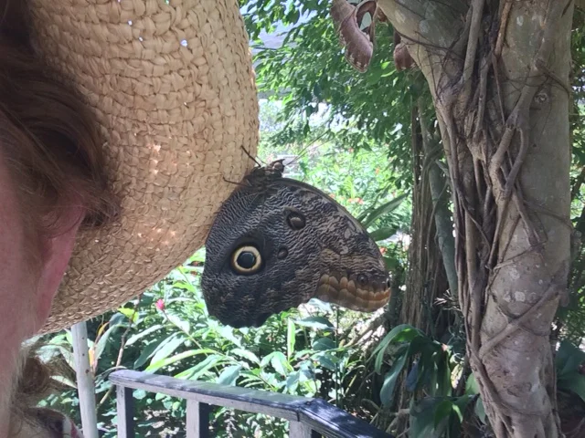 owl moth on hat