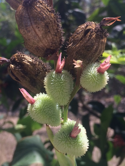 plant