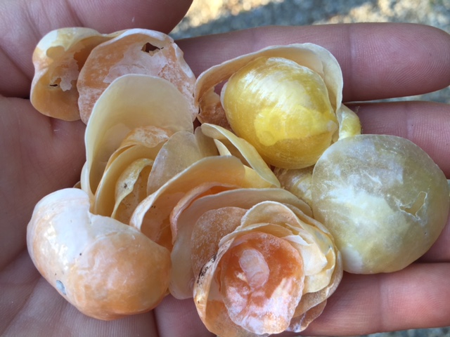 shells handful