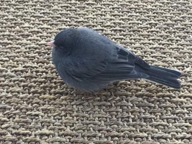 junco