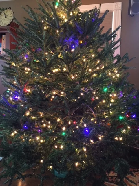 The Rotund Tree's Slow Evolution
