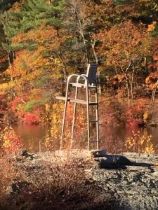 The Gold Maple