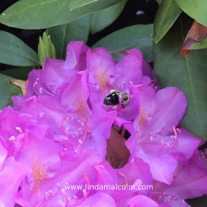 bee in Rho