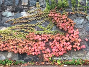 ivy