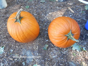 pumpkins