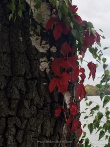 red and white