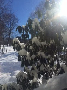 j32 sun after the snow